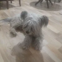 شیتزو تریر|سگ|کرج, کوی زنبق|دیوار