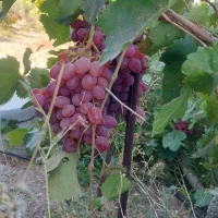 باغ-یاغبستلو-اهر