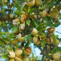 انواع نهال بادام تونو و آذرشکوفه