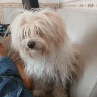 باسلام سگ خونگی شیتزو ماده ۴ماه|سگ|اندیمشک, |دیوار