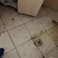 سمپاشی ساس سم پاشی سوسک باتضمین۱۰۰٪ (سراسر مشهد)|خدمات نظافت|مشهد, پورسینا|دیوار