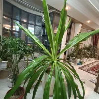 گل ۵ساله سوسن عنکبوتی|گل و گیاه طبیعی|مشهد, دانشجو|دیوار