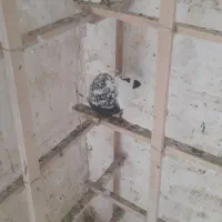 گفتر پرشی|پرنده|ری, دولت‌آباد|دیوار