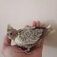 عروس هلندی|پرنده|تهران, والفجر (افسریه)|دیوار