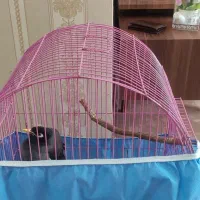 مینا|پرنده|پرند, فاز ۴|دیوار