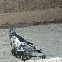 نر و ماده گرگی|پرنده|خمینی‌شهر, |دیوار