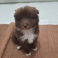 سگ پاکوتاه پامر|سگ|نوشین شهر, |دیوار