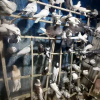 بار جدید کبوتر ۱۲۰ عدد|پرنده|ایلام, |دیوار