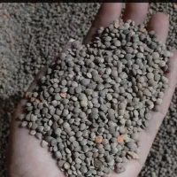 عدس خوش پخت محلی و تازه
