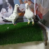 کبوتر تعبیدی