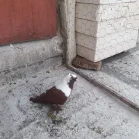 ککلی نر عالی نصف پر گرفتنی