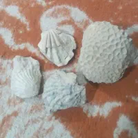 فسیل دریابی