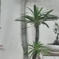 نخل ماداگاسکار