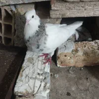 .طوقی هفت رنگ .ساده سبز.سوسکی.جوجه طوقی
