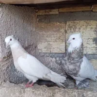 طوقی  ترتمیز