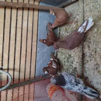 ۵ تا همه باهم ۲ میلیون تکی ندارم