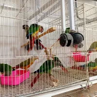 گرینچیک مرغ عشق فنچ کوتوله عروس همستر قفس دانه