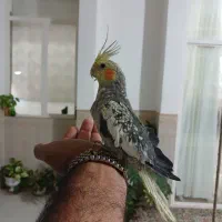 عروس هلندی جفت وجوجه سرلاکی|پرنده|رفسنجان, |دیوار