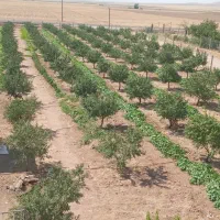 فروش باغ ویلا