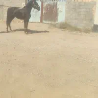 اسب نریان کرد