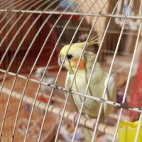 عروس هولندی