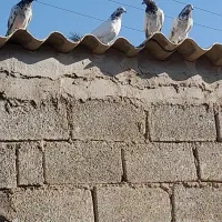 کبوتر شیخی دونه ۳۵۰تومان|پرنده|هندیجان, |دیوار