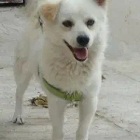 سگ.سگ پاکوتاه .سگ اشپیتز