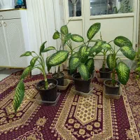 گل دیفن باخیا زیبا