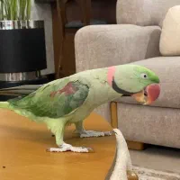 شهر پرندگان کاسکو گیرین سنگال راهب خورشیدی لوری|پرنده|تهران, جیحون|دیوار