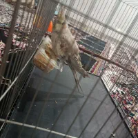 عروس هلندی|پرنده|لردگان, |دیوار