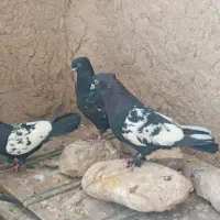 کبوتر