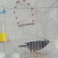 مرغ مینا به فروش می رسد|پرنده|ایلام, |دیوار