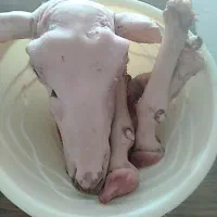 کله‌پاچه‌پاک‌شده‌موجوداست