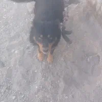 سگ ژرمن باهوش|سگ|ملکان, |دیوار