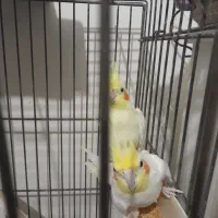 یک جفت لوتینو مولد سالم سرحال ۴تخم