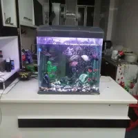 اکواریوم شرکتی