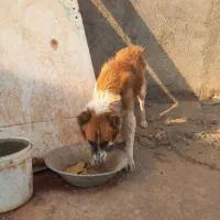 سگ نگهبان|سگ|تهران, افسریه شمالی|دیوار