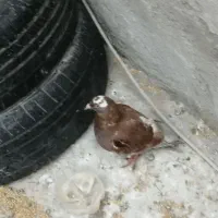 70 فوری فوری