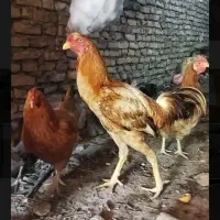 مرغ وخروس لاری