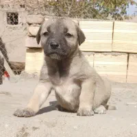 توله نر اصیل سرابی