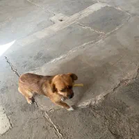 سک پاکوتاه ماده|سگ|اردبیل, |دیوار