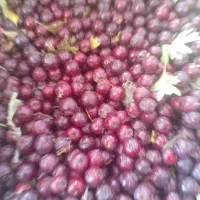 زال زالک|عمده‌فروشی|تاکستان, |دیوار