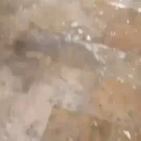 نظافت منزل وشستشوی راه پله وپارکینگ|خدمات نظافت|آمل, |دیوار