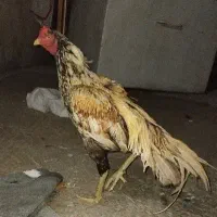 خروس وارداتی یک ساله