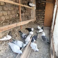 کفتر کبوتر  کربلایی سینه ساده سار  سبز