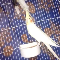 فروش یک عددعروس نر|پرنده|نالوس, |دیوار