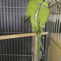 جفت آماده تخمگذاری طوطی ملنگو