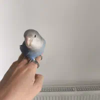 طوطی کوتوله دستی رام