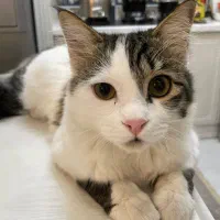 گربه واگذاری