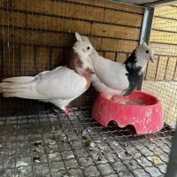 جفت طوقی معاوضه با ماده قناری